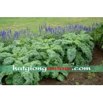 Hạt giống rau cải xoăn Kale