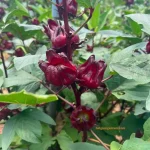 Hạt giống atiso đỏ (bụp giấm) - Ảnh 2