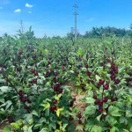 Hạt giống atiso đỏ