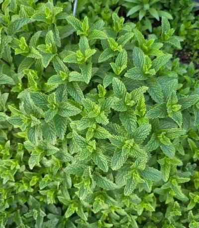 Hạt giống bạc hà peppermint