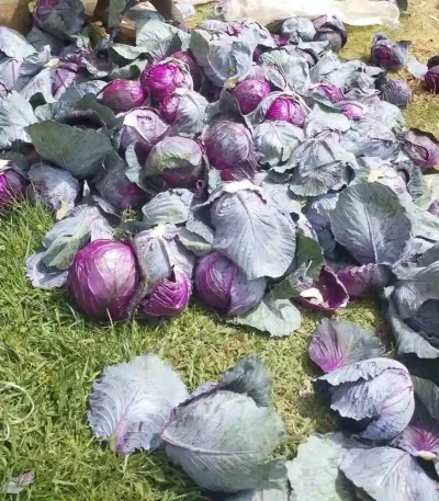 hạt giống bắp cải tím