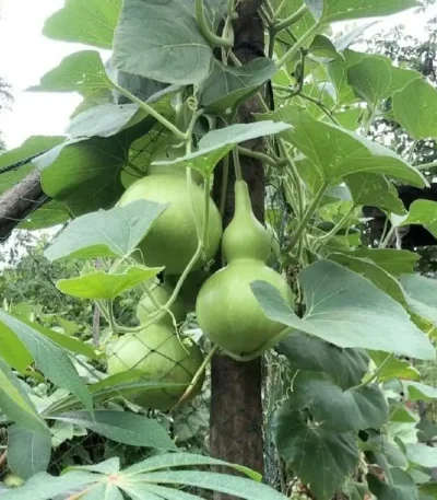 Hạt giống bầu hồ lô