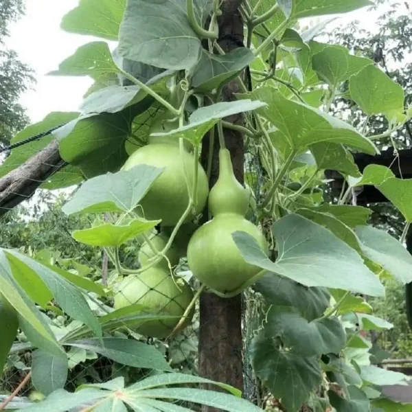 Hạt giống bầu hồ lô