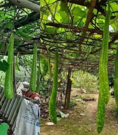 Hạt giống bầu sao