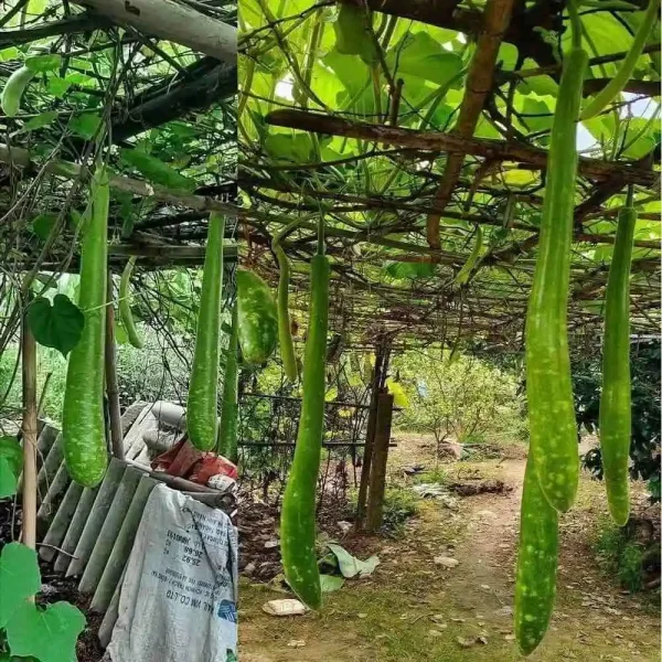 Hạt giống bầu sao