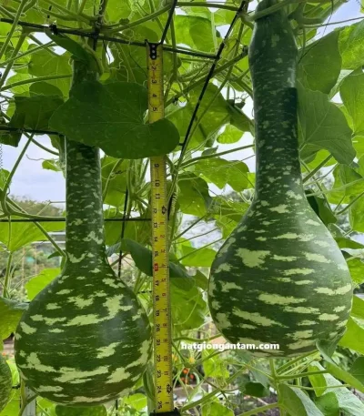 Hạt giống bầu thiên nga