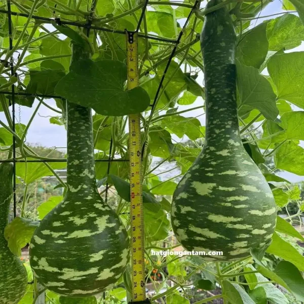Hạt giống bầu thiên nga