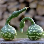 Hạt giống bầu thiên nga