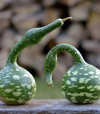 Hạt giống bầu thiên nga