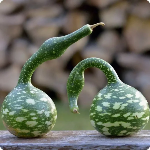 Hạt giống bầu thiên nga