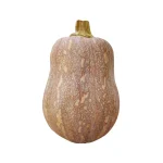 Hạt giống bí đỏ hạt đậu