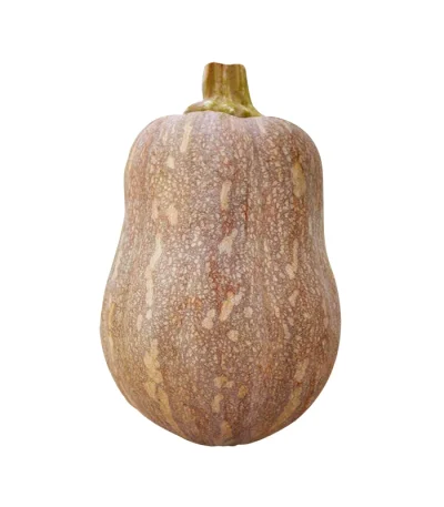 Hạt giống bí đỏ hạt đậu