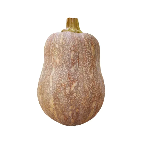Hạt giống bí đỏ hạt đậu