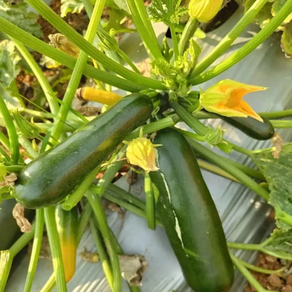 Hạt giống bí ngòi xanh