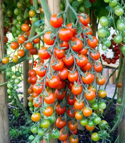 Hạt giống cà chua bi chuỗi ngọc