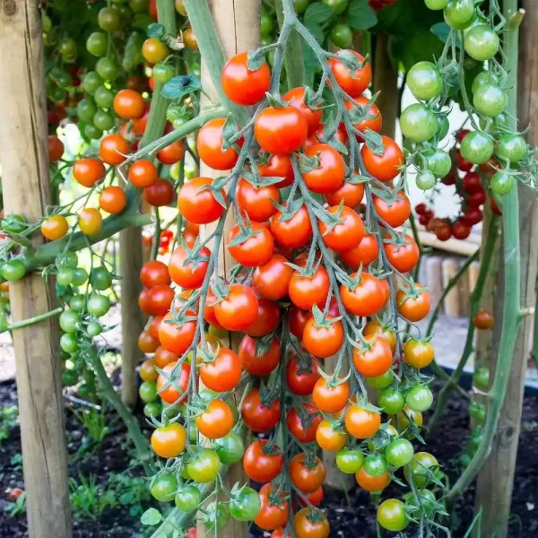 Hạt giống cà chua bi chuỗi ngọc