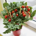 Hạt giống cà chua bi lùn