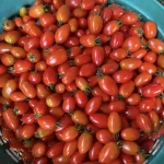 Hạt giống cà chua bi nữ hoàng - Ảnh 4