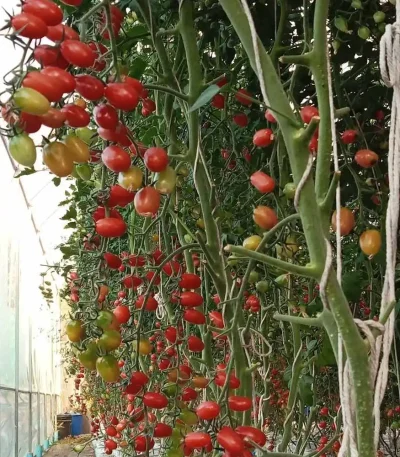 Hạt giống cà chua bi nữ hoàng