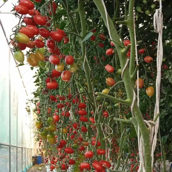 Hạt giống cà chua bi nữ hoàng