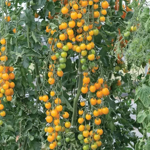 Hạt giống cà chua bi vàng