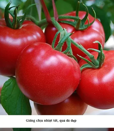 Hạt giống cà chua kháng xoăn