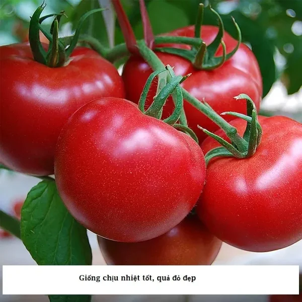 Hạt giống cà chua kháng xoăn