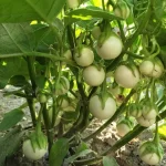 Hạt giống cà pháo trắng - Ảnh 2