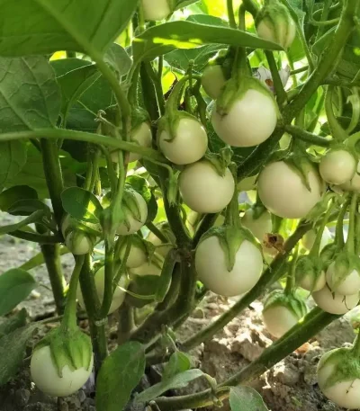 hạt giống cà pháo,hạt giống cà pháo trắng