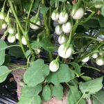 Hạt giống cà pháo trắng