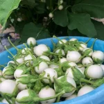 Hạt giống cà pháo trắng - Ảnh 3