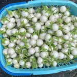 Hạt giống cà pháo trắng - Ảnh 4