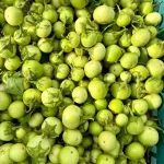 Hạt giống cà pháo xanh - Ảnh 2