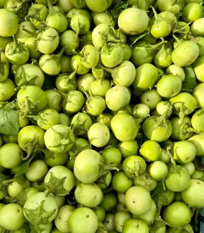 hạt giống cà pháo,hạt giống cà pháo xanh