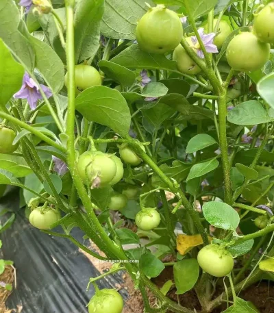 Hạt giống cà pháo xanh