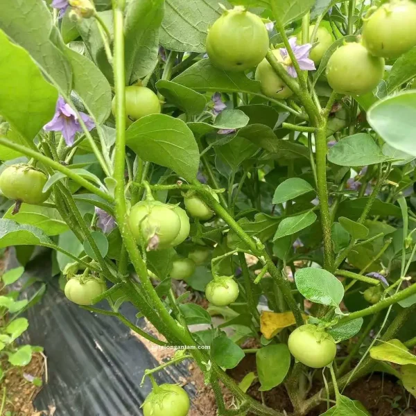 Hạt giống cà pháo xanh