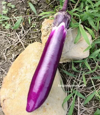 Hạt giống cà dái dê