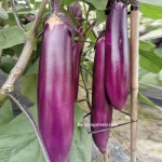 Hạt giống cà tím quả dài