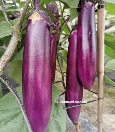 Hạt giống cà tím quả dài