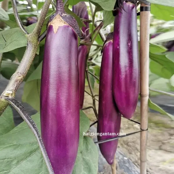 Hạt giống cà tím quả dài