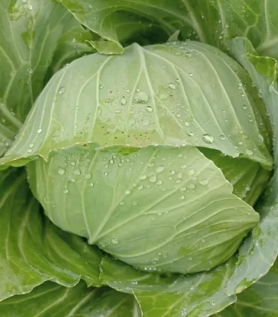 Hạt giống bắp cải