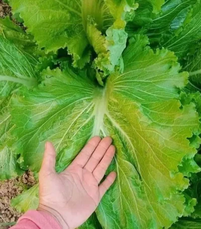 Hạt giống cải bẹ mào gà