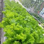 Hạt giống rau cải bẹ mào gà - Ảnh 2