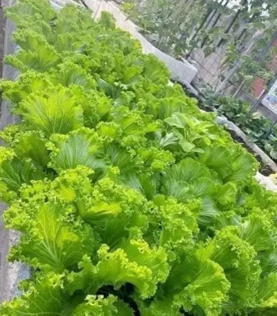 hạt giống rau cải bẹ,hạt giống cải bẹ mào gà