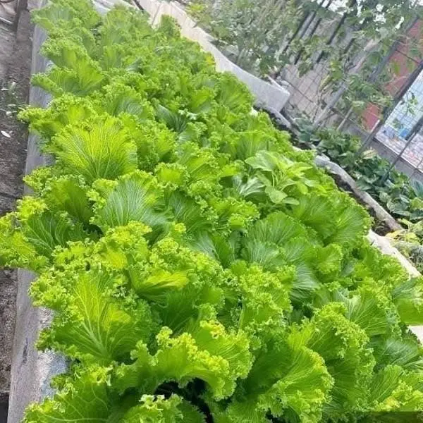 hạt giống rau cải bẹ,hạt giống cải bẹ mào gà