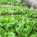 hạt giống cải bẹ xanh