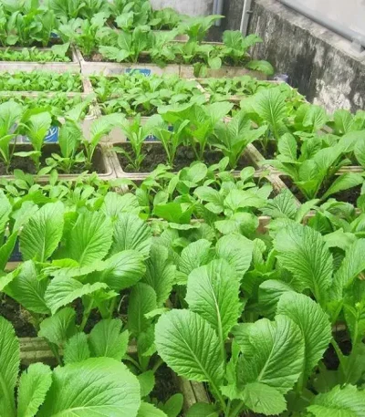hạt giống cải bẹ xanh
