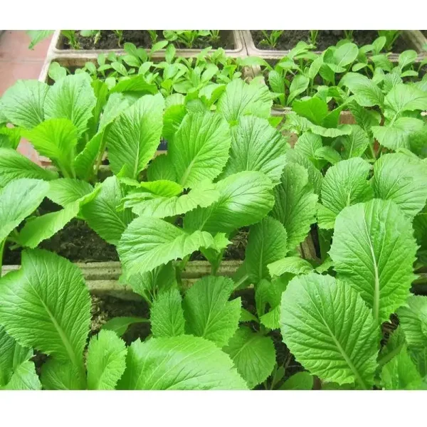 hạt giống cải bẹ xanh