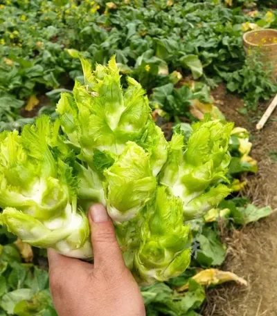 hạt giống cải mầm đá