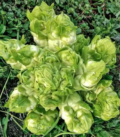 hạt giống cải mầm đá
